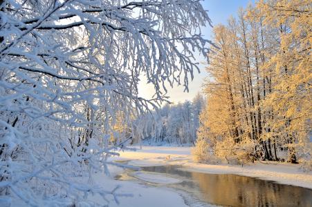 Hannu Koskela，自然，冬天，河，雪，树，树枝，白霜，早上