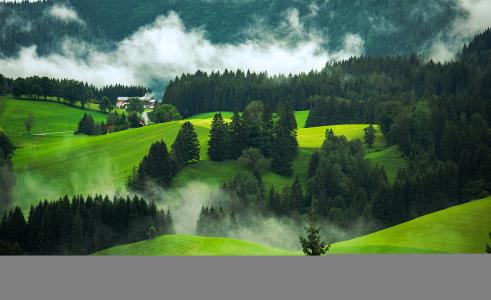 性质，奥地利，丘陵，森林，冷杉，雾