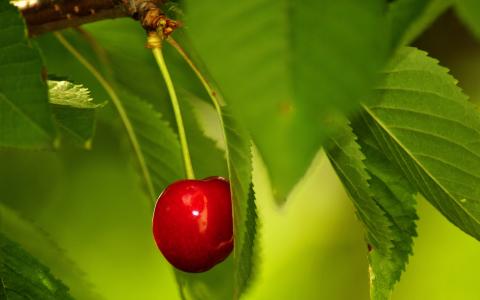 红樱桃，绿色的树叶，在一棵树上