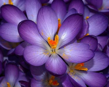 鲜花，照片，美丽，紫罗兰色