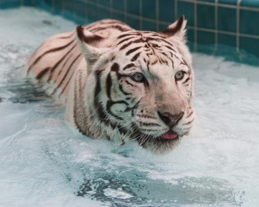 水，老虎，目标