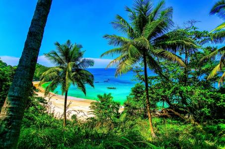 海滩，海洋，热带，棕榈树，性质