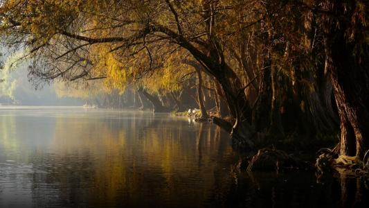 池塘，树木，秋天，黄色