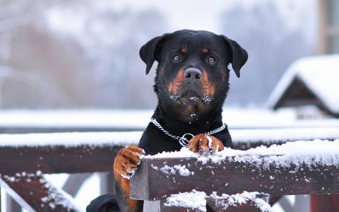 罗威纳，狗，雪，冬天