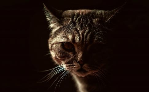 猫，黑暗的背景，照片，积极，捕食者