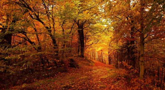 秋天，森林，山，美丽