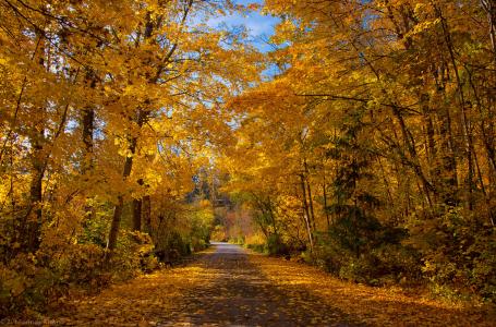 秋天，道路，树木