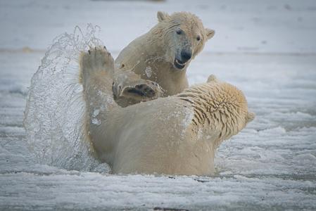 熊，北极熊，冬天，雪，情侣，游戏