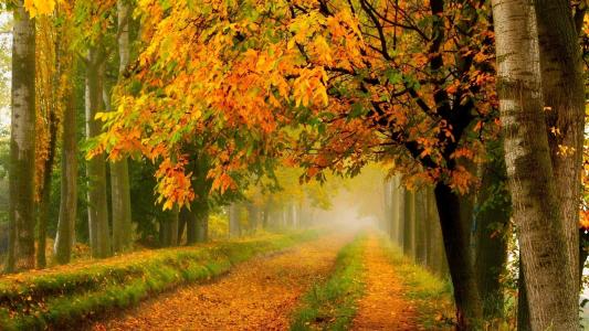 森林，自然，秋季，道路