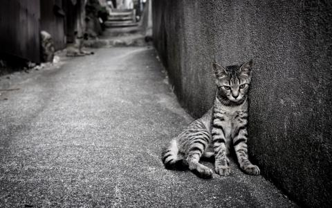 猫，街头，寂寞