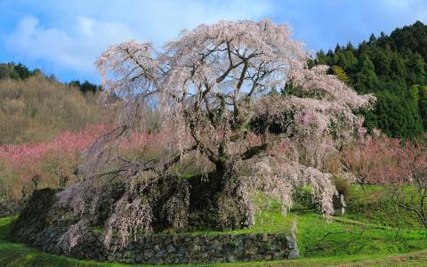 樱花，天空，树木，日本，春天
