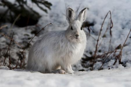 野兔，冬天，枪口，耳朵，美女