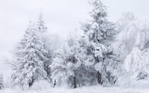 冬天，枞树，雪，白霜