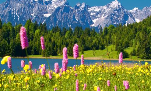 自然，山，森林，河，春天，宏观照片主题，鲜花，美丽