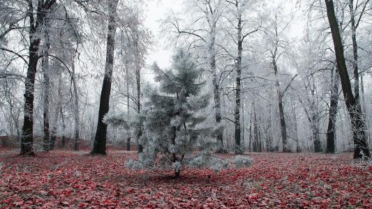 性质，冬季，树木，松树，白霜