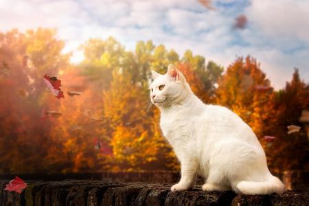 动物，猫，猫，性质，秋季，叶子，风