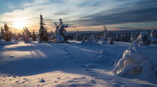 挪威，性质，冬季，景观，雪，树，冷杉，曲目，日落