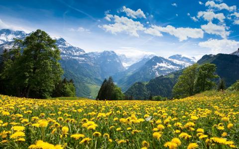 自然，山，阿尔卑斯山，鲜花，蒲公英，森林，天空，云