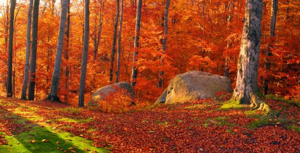 森林，性质，乌克兰，秋天