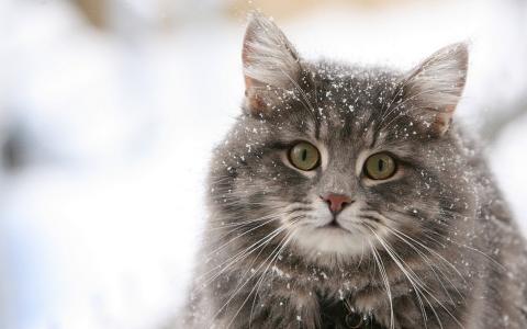 猫，脸，雪，美女