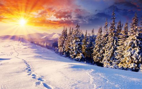 痕迹，雪，景观，太阳，冷杉，冬天