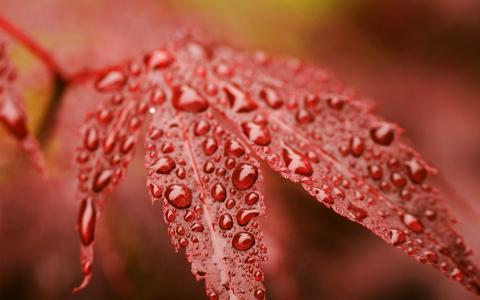 叶，露水，下降，秋天，红色