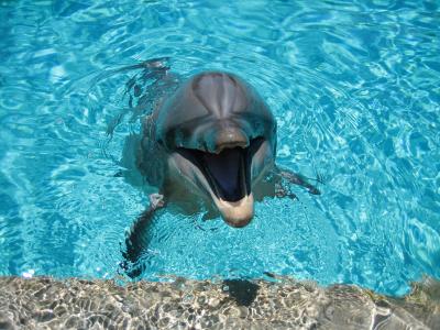 海豚，哺乳动物，微笑，水，游泳池，海豚馆，照片