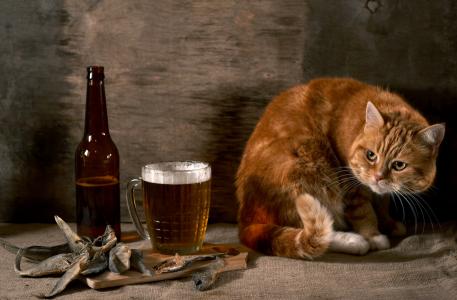 猫，啤酒，沃夫拉