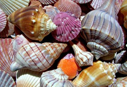 海洋世界，贝壳，性质，宏，颜色