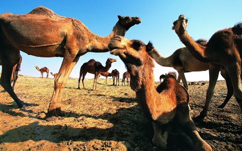 骆驼，沙子，可爱的面孔