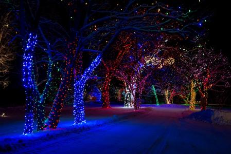 晚上，树，冬季，雪，大自然，灯