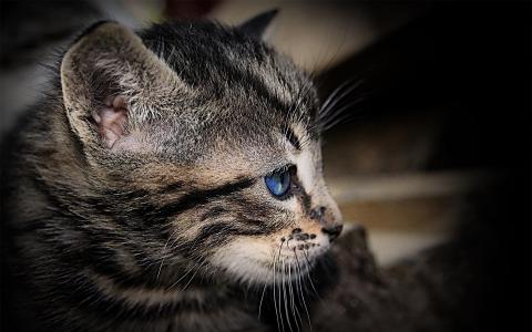 小猫，条纹的创作，蓝色的眼睛