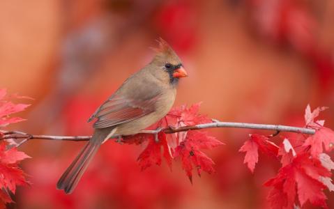 秋天，鸟，红衣主教