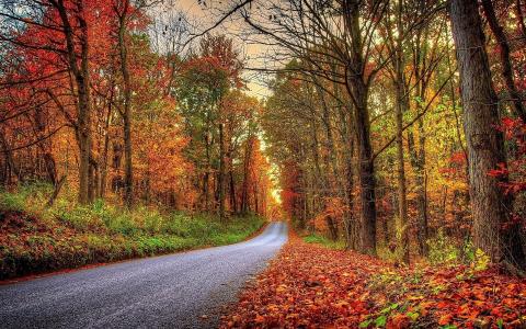 秋天，森林，路，叶子
