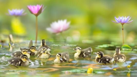 自然，水，小鸭，池塘，鲜花，睡莲，睡莲