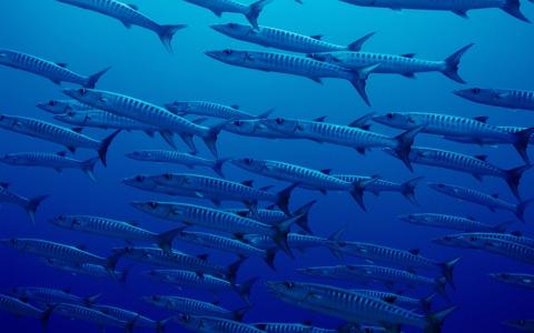 海洋，照片，在水之下，鱼，梭子鱼，蓝色背景，美丽，捕食者