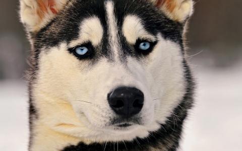 狗，惊讶的脸，蓝色的眼睛