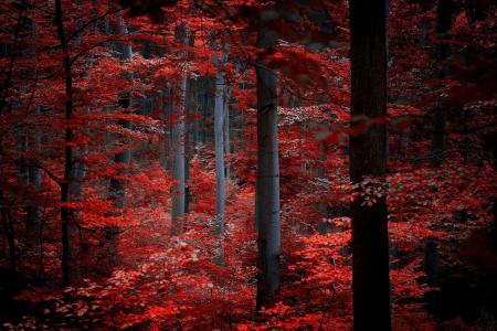 森林，树木，红叶
