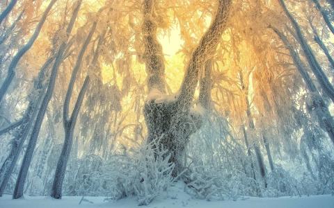 冬天，性质，白霜，树木，美丽