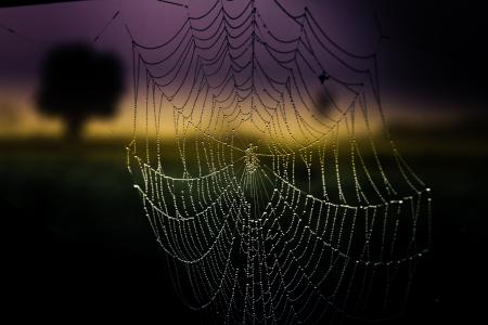 蜘蛛网，滴，云，宏