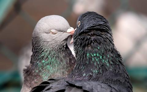 鸟，爱，情侣