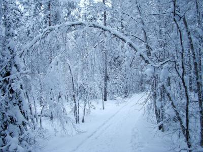 森林，路，雪，晚上，snowdrifts，冬天