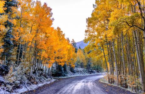 秋，自然，美丽，路，树，山，雪