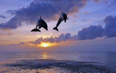 海豚，夫妇，日落
