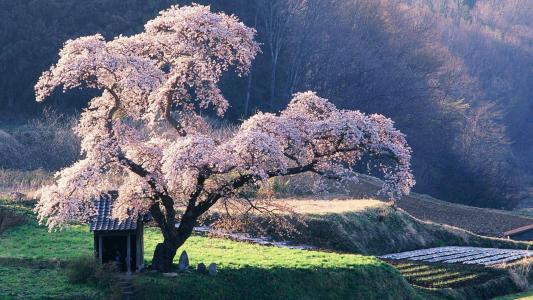开花的树，苹果树花，日本苹果树
