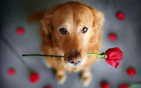 狗，玫瑰，背景