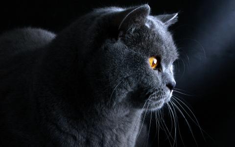 灰皮大衣，明亮​​的眼睛，猫