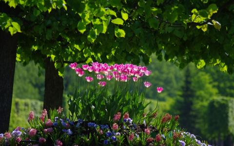 粉红色的郁金香，花坛，叶子，公园