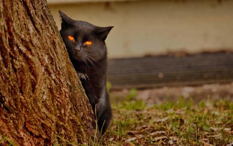黑猫，观察员