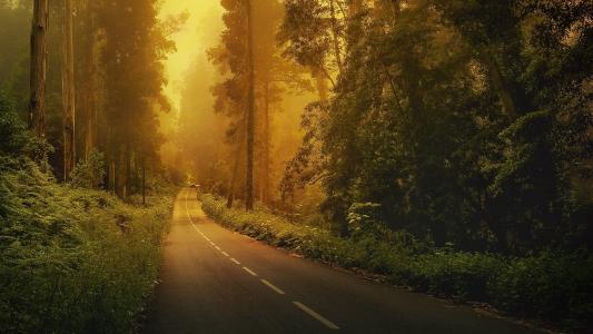 路，森林，车，自然，美丽